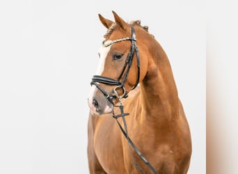 German Riding Pony, Stallion, 2 years, Chestnut