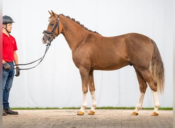 German Riding Pony, Stallion, 2 years, Chestnut