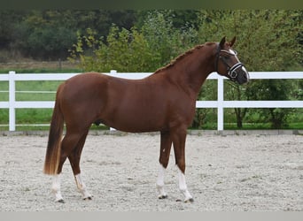 German Riding Pony, Stallion, 2 years, Chestnut-Red