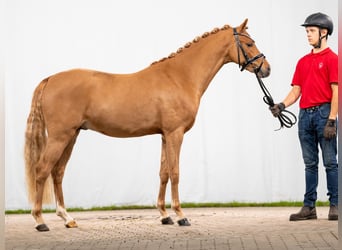 German Riding Pony, Stallion, 2 years, Chestnut-Red