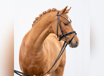 German Riding Pony, Stallion, 2 years, Chestnut-Red