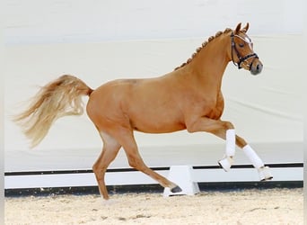 German Riding Pony, Stallion, 2 years, Chestnut-Red