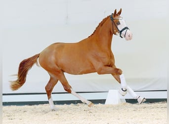 German Riding Pony, Stallion, 2 years, Chestnut-Red