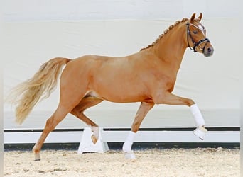 German Riding Pony, Stallion, 2 years, Chestnut-Red