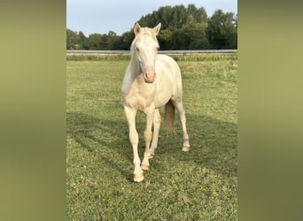 German Riding Pony, Stallion, 2 years, Cremello