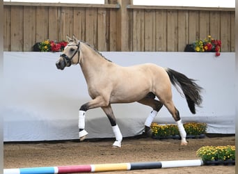 German Riding Pony, Stallion, 2 years, Dun