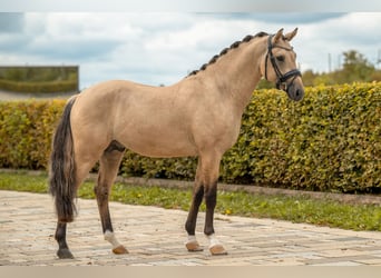 German Riding Pony, Stallion, 2 years, Dun