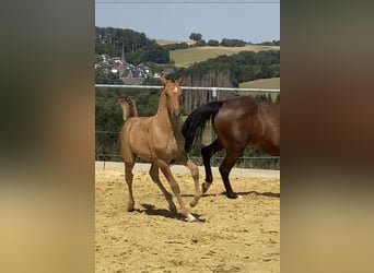 German Riding Pony, Stallion, 2 years, Dun