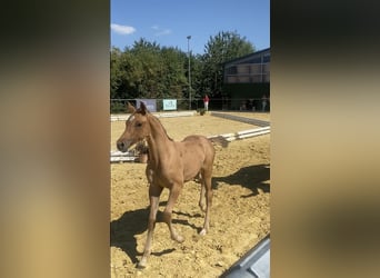 German Riding Pony, Stallion, 2 years, Dun