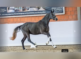 German Riding Pony, Stallion, 2 years, Grey-Dark-Tan