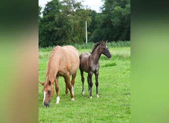 German Riding Pony, Stallion, 2 years, Grullo