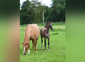 German Riding Pony, Stallion, 2 years, Grullo