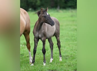 German Riding Pony, Stallion, 2 years, Grullo