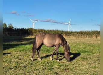 German Riding Pony, Stallion, 2 years, Grullo