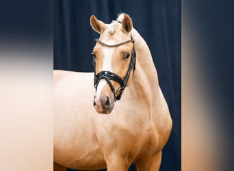 German Riding Pony, Stallion, 2 years, Palomino