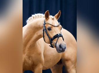 Deutsches Reitpony, Hengst, 2 Jahre, Palomino