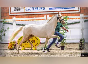 German Riding Pony, Stallion, 2 years, Palomino