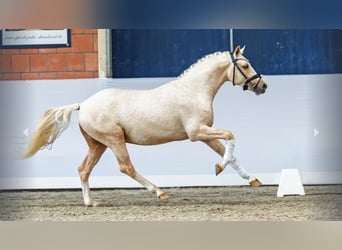 German Riding Pony, Stallion, 2 years, Palomino