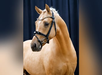 Deutsches Reitpony, Hengst, 2 Jahre, Palomino