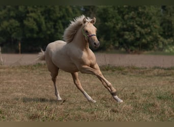 German Riding Pony, Stallion, 2 years, Palomino