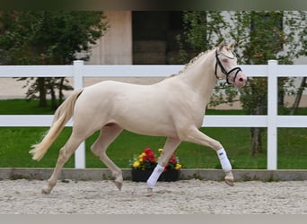 German Riding Pony, Stallion, 2 years, Perlino