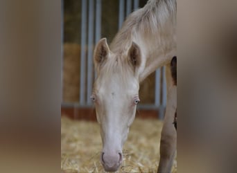 German Riding Pony, Stallion, 2 years, Perlino