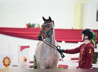 German Riding Pony, Stallion, 2 years, Roan-Bay