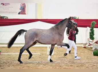 German Riding Pony, Stallion, 2 years, Roan-Bay