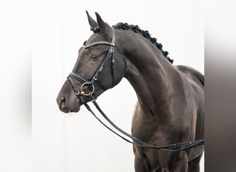 German Riding Pony, Stallion, 2 years, Smoky-Black