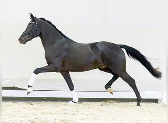 German Riding Pony, Stallion, 2 years, Smoky-Black