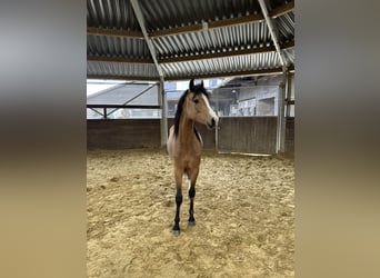 German Riding Pony, Stallion, 3 years, 12.2 hh, Dun