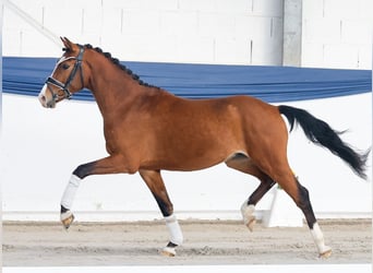 German Riding Pony, Stallion, 3 years, 13.2 hh, Brown