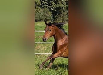 German Riding Pony, Stallion, 3 years, 13.2 hh, Brown
