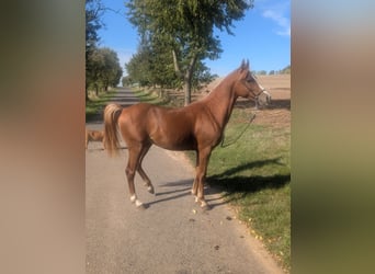 German Riding Pony Mix, Stallion, 3 years, 13.2 hh, Chestnut-Red