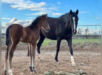 German Riding Pony, Stallion, 3 years, 13.3 hh, Brown