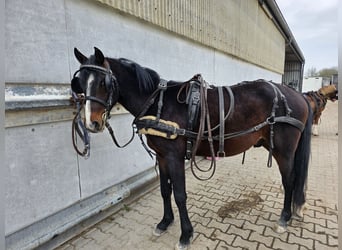 German Riding Pony, Stallion, 3 years, 13.3 hh, Brown