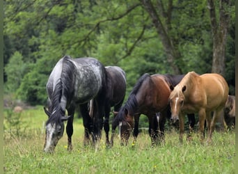 German Riding Pony, Stallion, 3 years, 13.3 hh, Brown