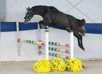 German Riding Pony, Stallion, 3 years, 13,1 hh, Grey