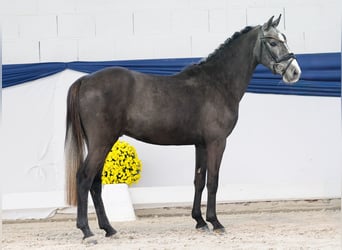 German Riding Pony, Stallion, 3 years, 13,1 hh, Grey