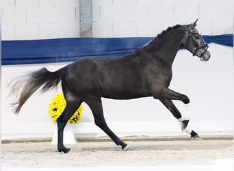 German Riding Pony, Stallion, 3 years, 13,1 hh, Grey
