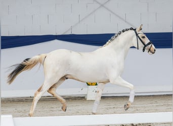 German Riding Pony, Stallion, 3 years, 13,1 hh, Pinto