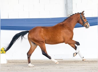 German Riding Pony, Stallion, 3 years, 13,2 hh, Brown