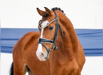 German Riding Pony, Stallion, 3 years, 13,2 hh, Brown