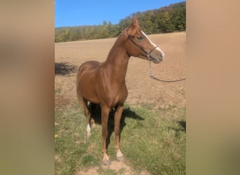 German Riding Pony Mix, Stallion, 3 years, 13,2 hh, Chestnut-Red