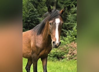 German Riding Pony, Stallion, 3 years, 13,3 hh, Brown