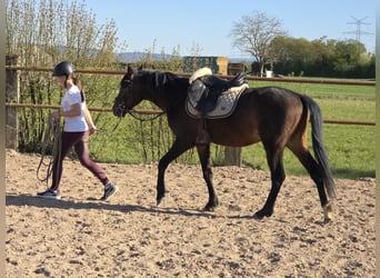 German Riding Pony, Stallion, 3 years, 13,3 hh, Brown