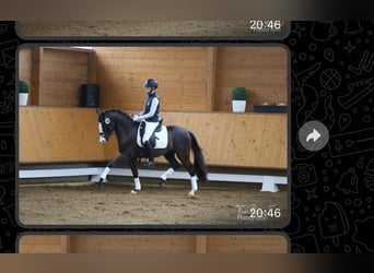 German Riding Pony, Stallion, 3 years, 14,1 hh, Bay-Dark