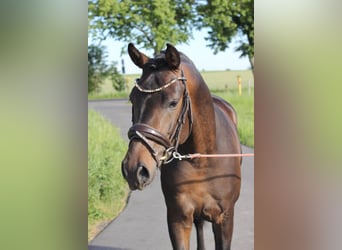 German Riding Pony, Stallion, 3 years, 14.1 hh, Bay-Dark