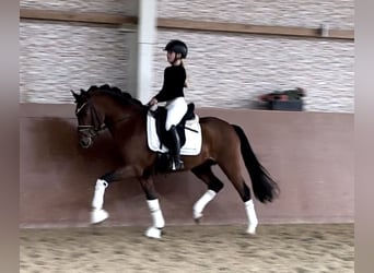 German Riding Pony, Stallion, 3 years, 14,1 hh, Brown