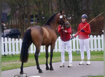 German Riding Pony, Stallion, 3 years, 14.1 hh, Brown